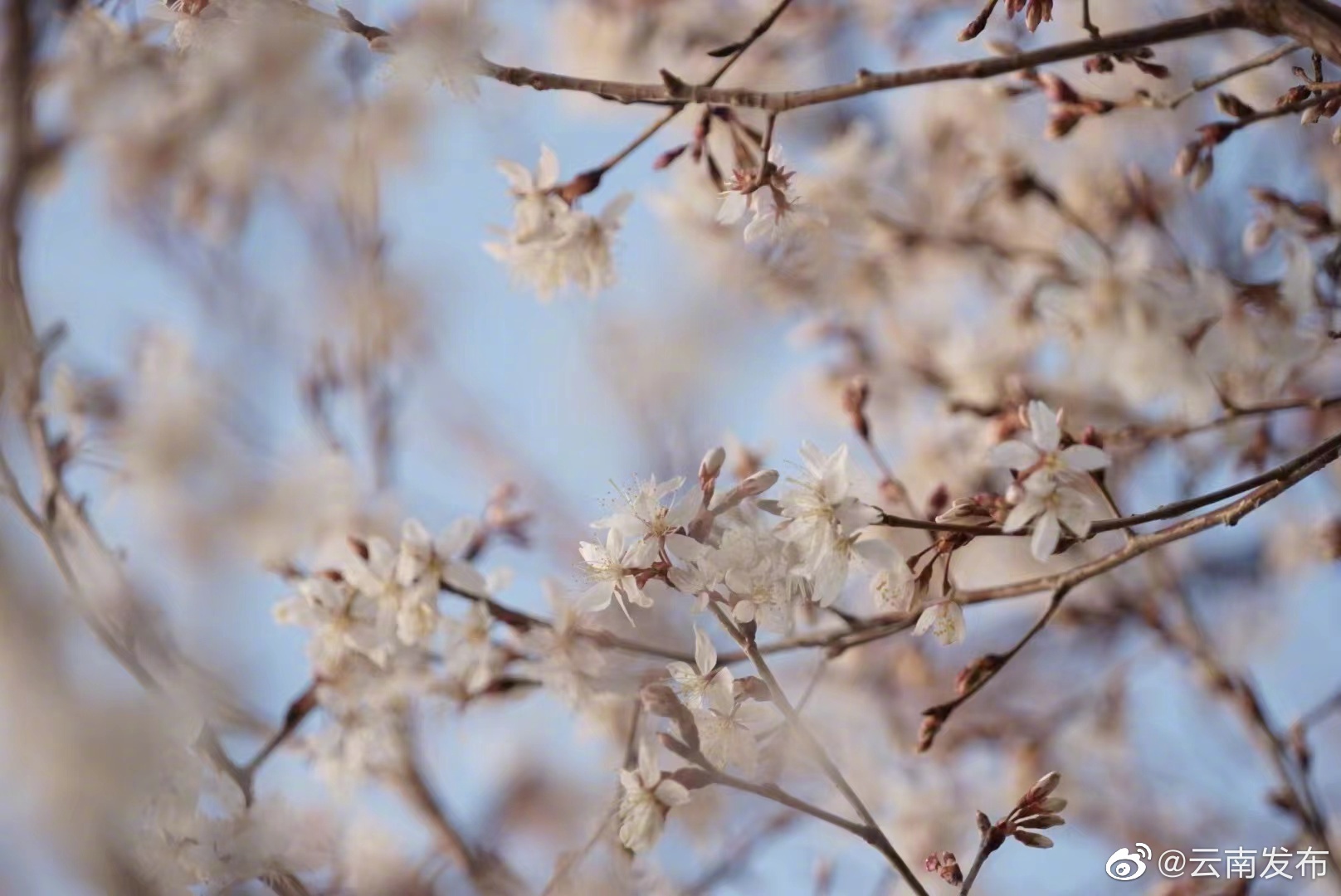 “云南发布”微博