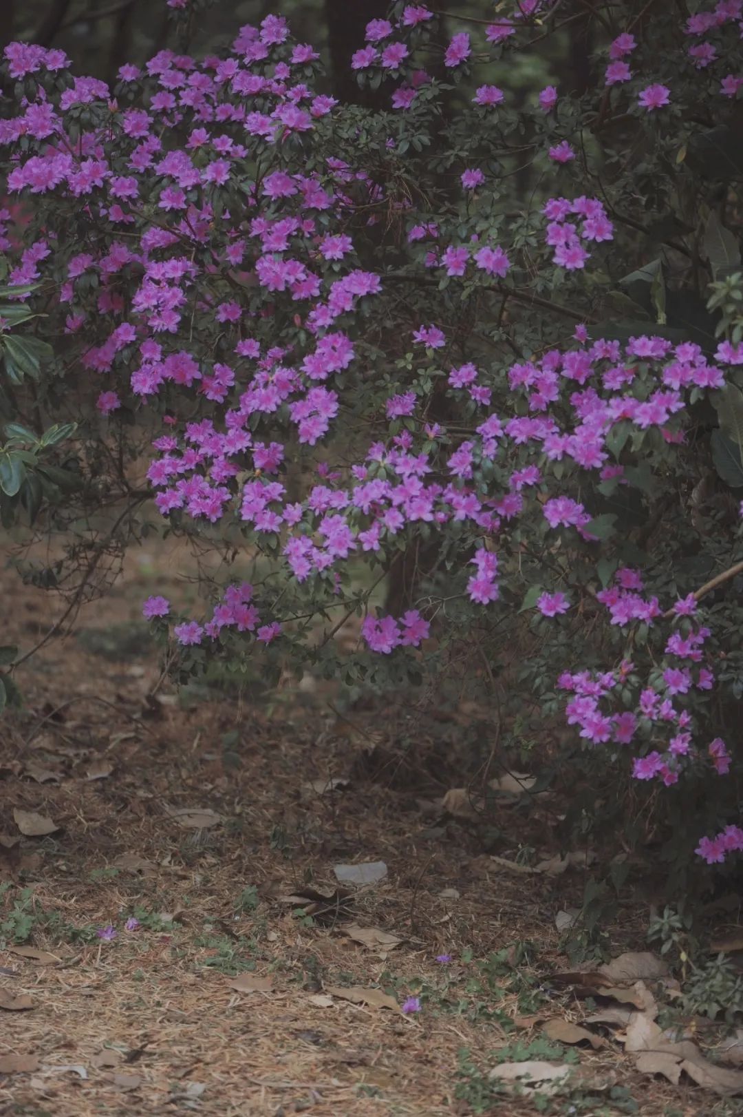 昆明市金殿名胜区