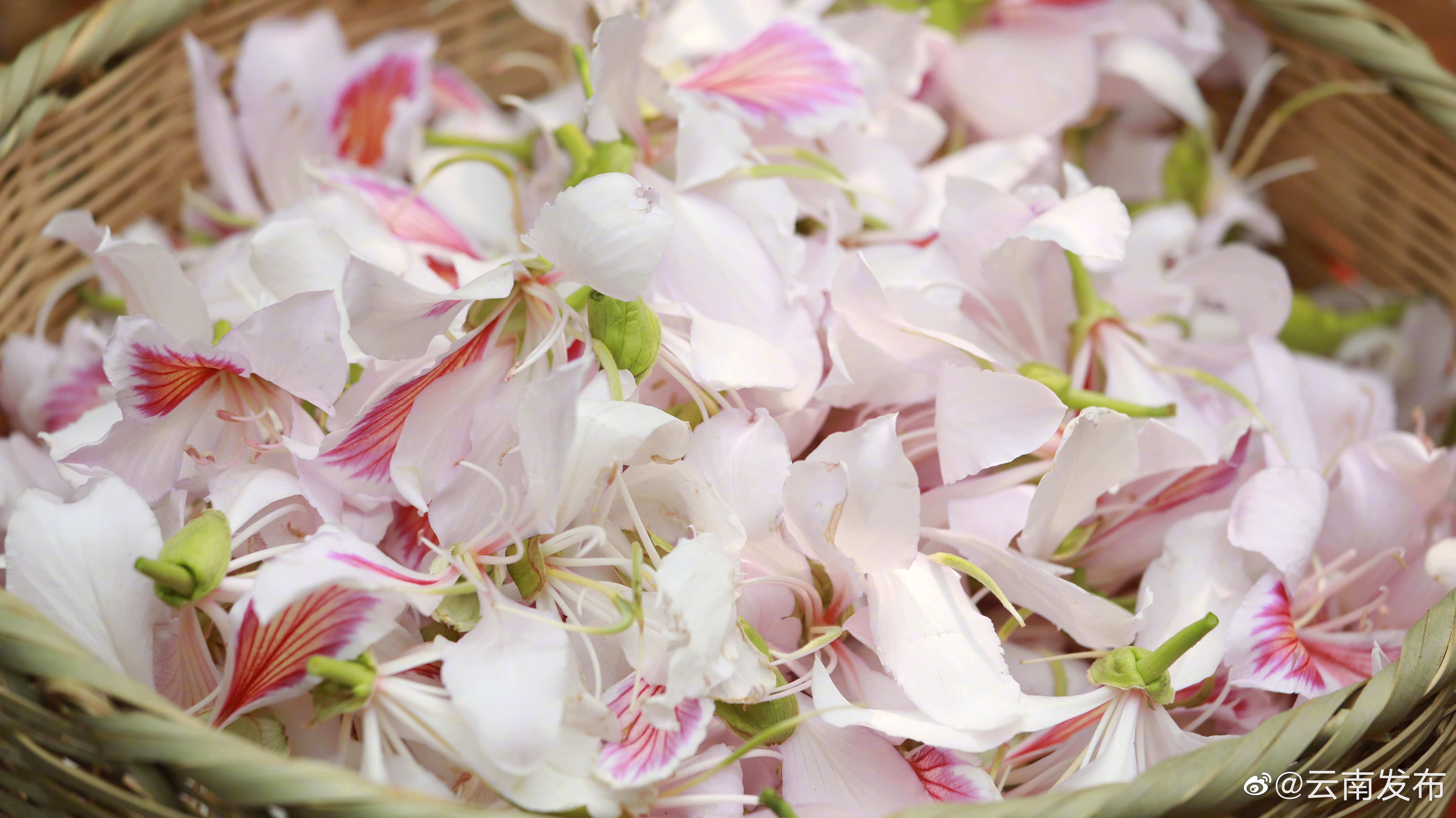 “云南发布”微博