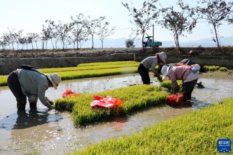 昆明市农业农村局