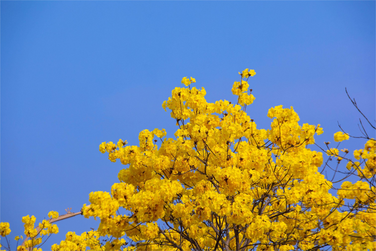 云南省文化和旅游厅