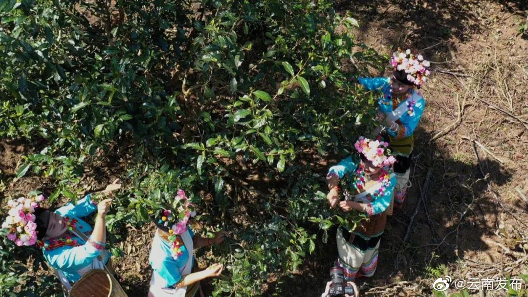 景迈山古茶林春茶开采