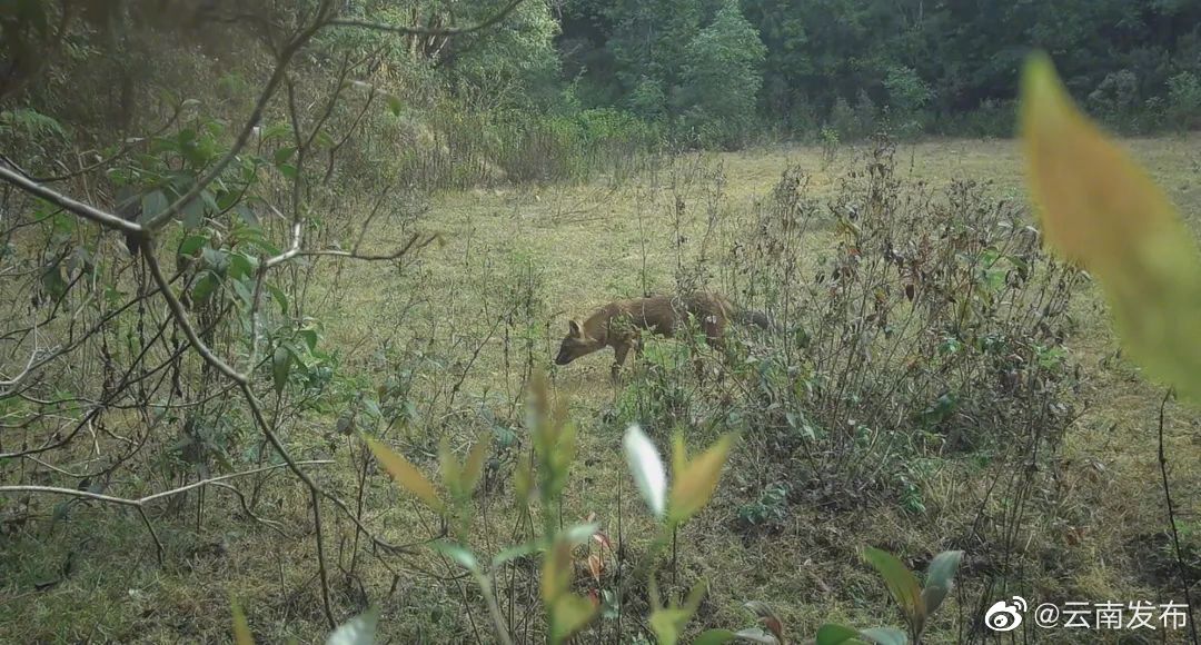 国家一级保护动物豺现身临沧