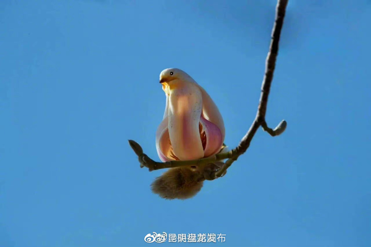昆明盘龙发布
