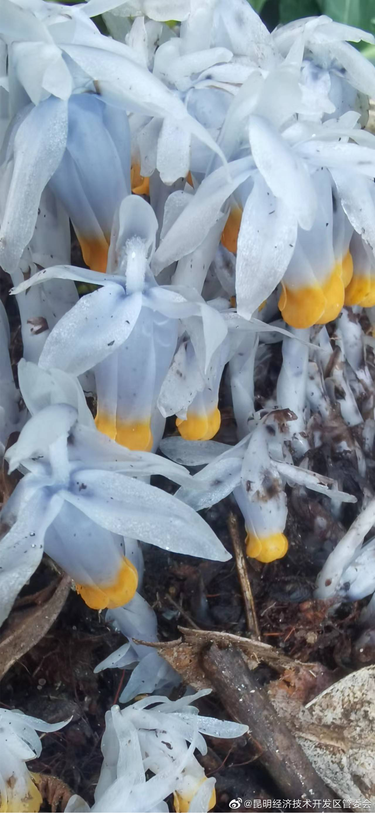 昆明经济技术开发区管委会