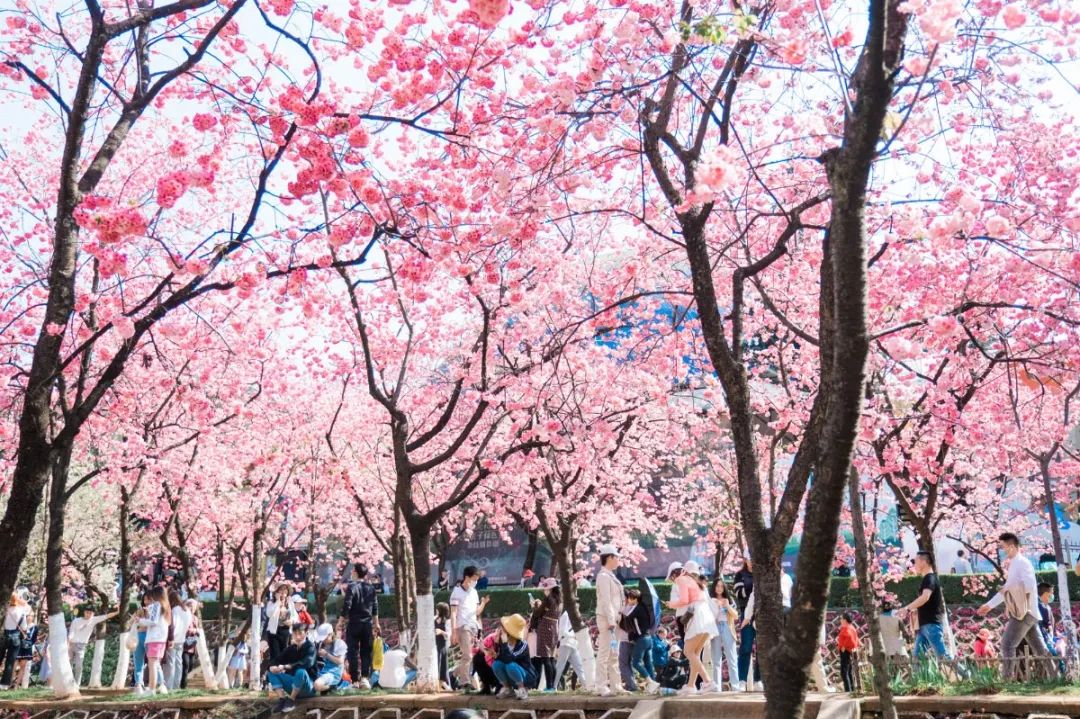 一部手机游云南