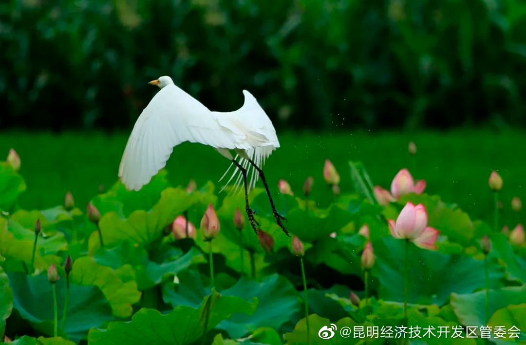 昆明经济技术开发区管委会