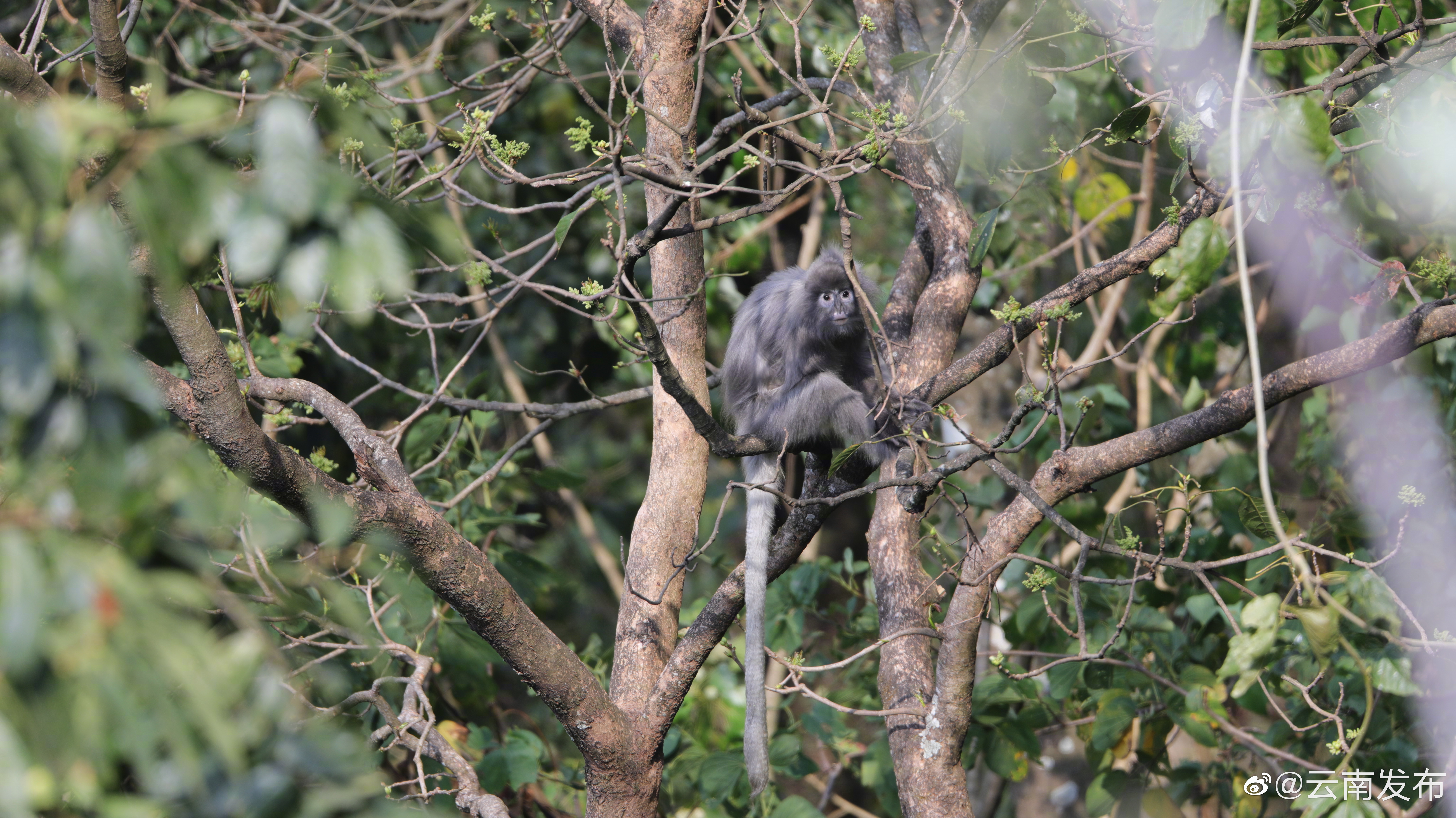 “云南发布”微博