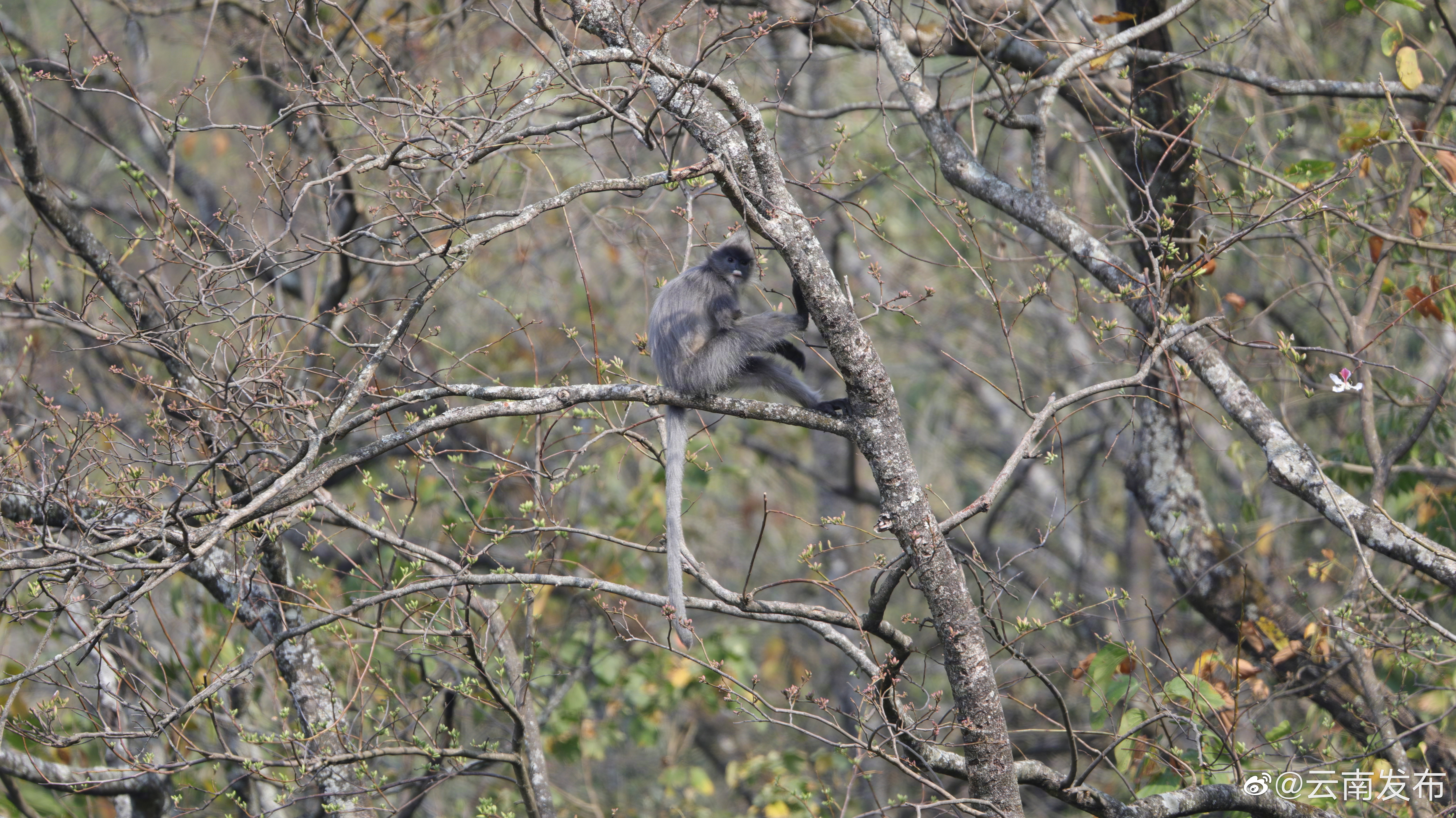 “云南发布”微博