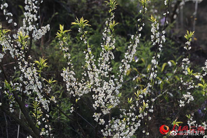 “云南发布”微博