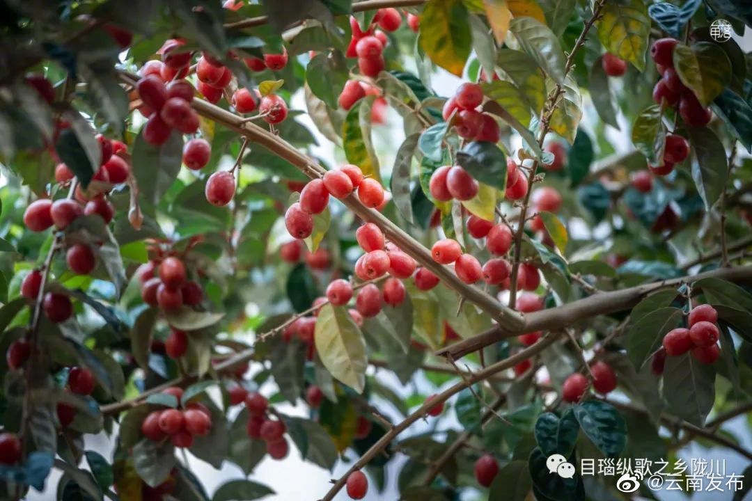 “云南发布”微博