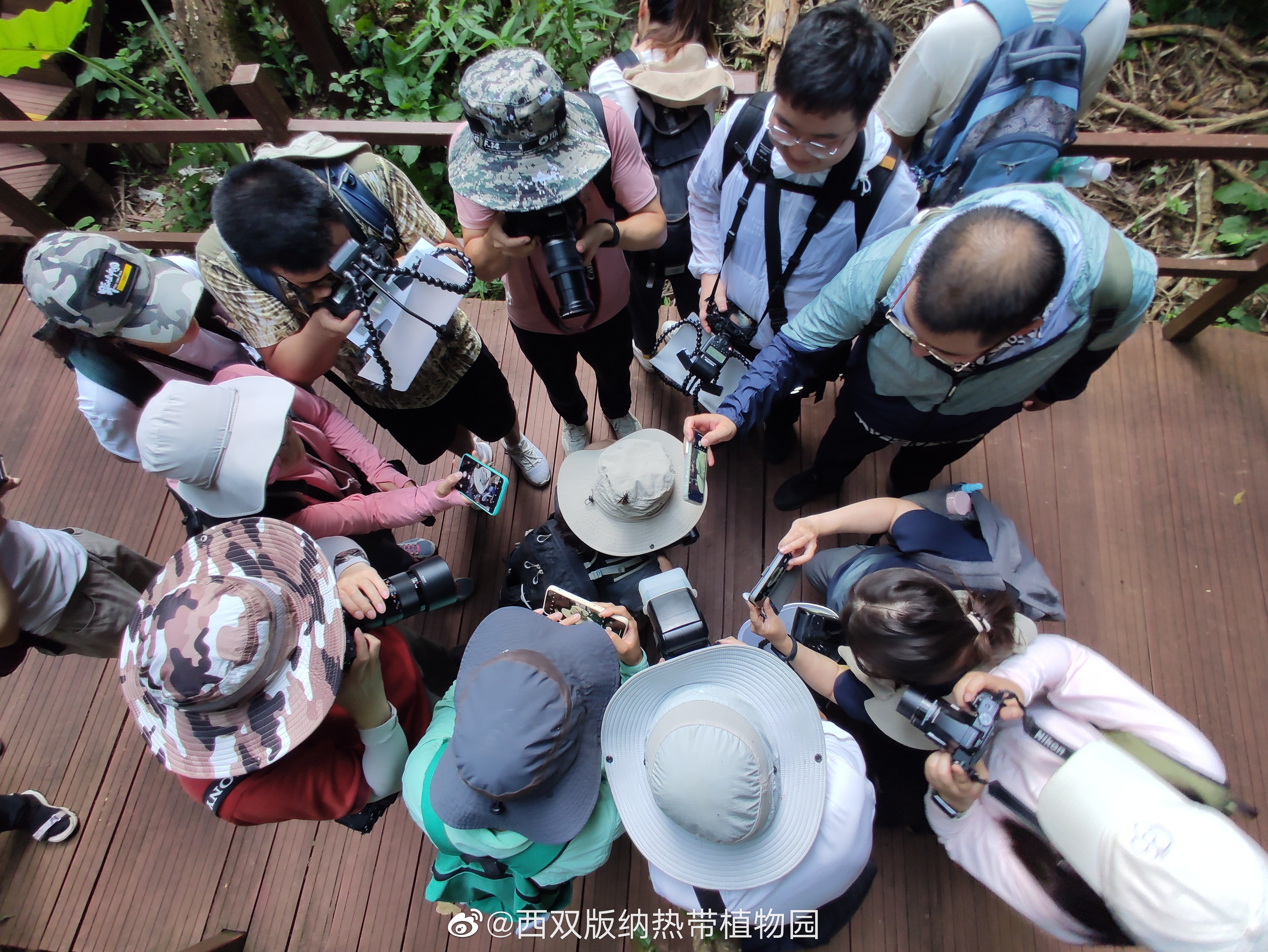 西双版纳热带植物园微博