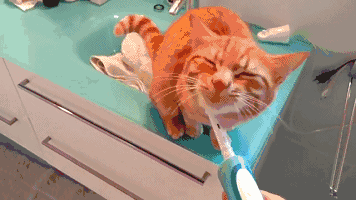 饭后刷牙到底有多重要 