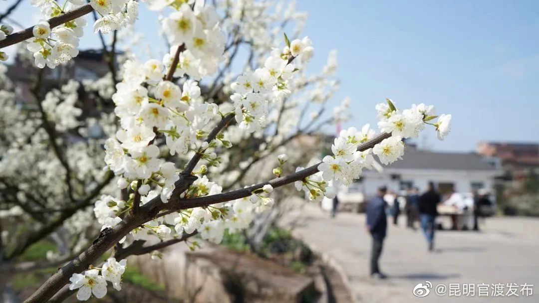 “昆明官渡发布”微博