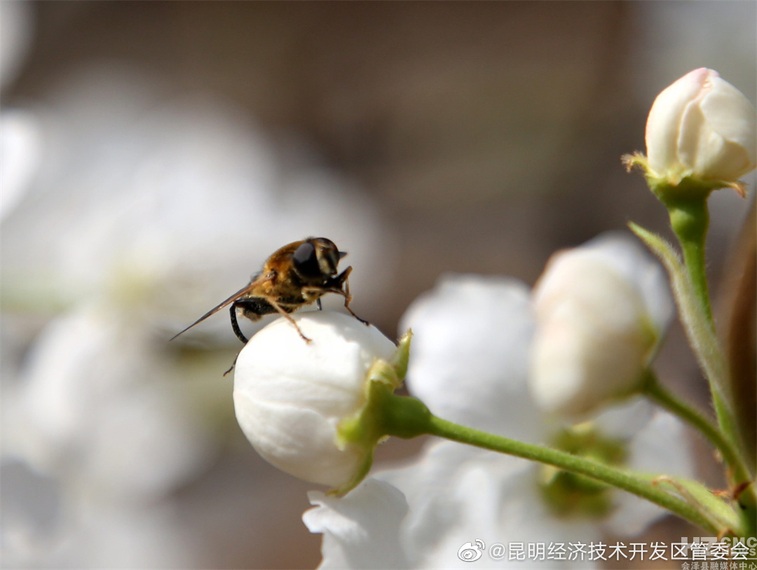 昆明经济技术开发区管委会