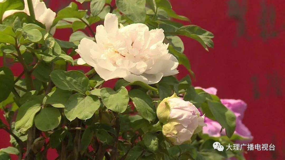 大理电视台