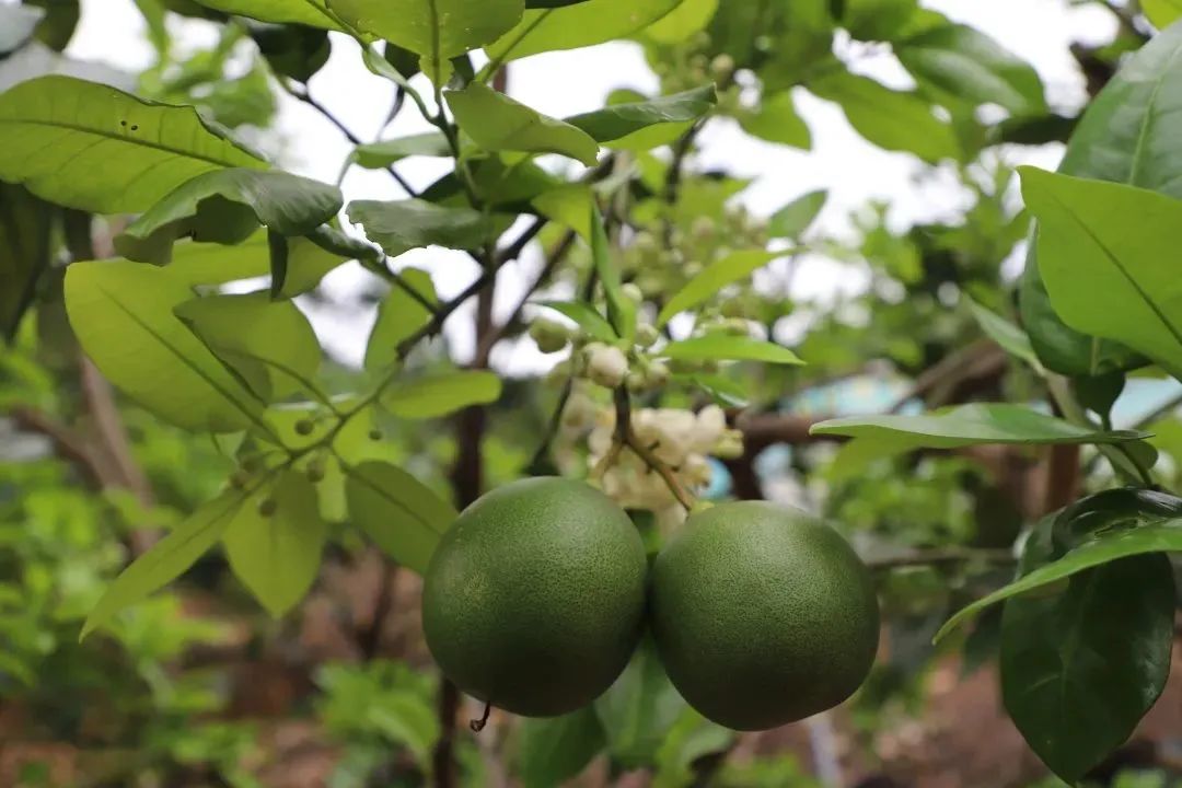 红河日报