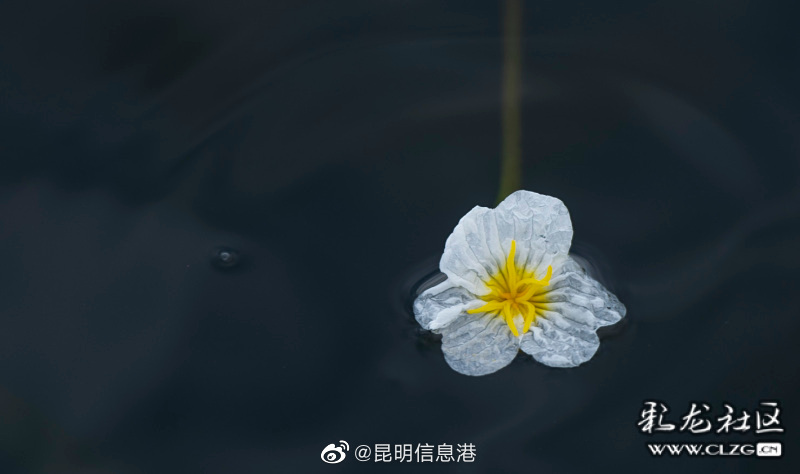 昆明信息港（微博）