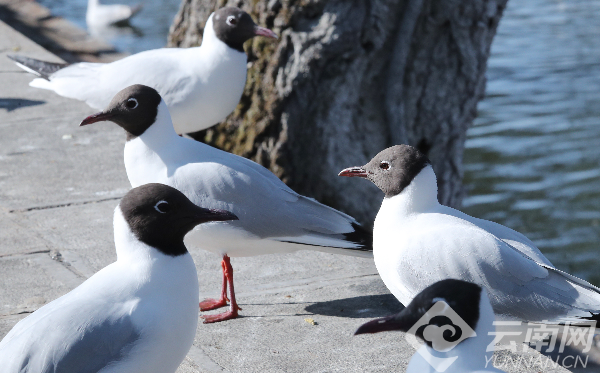 昆明信息港/cnkmxxg