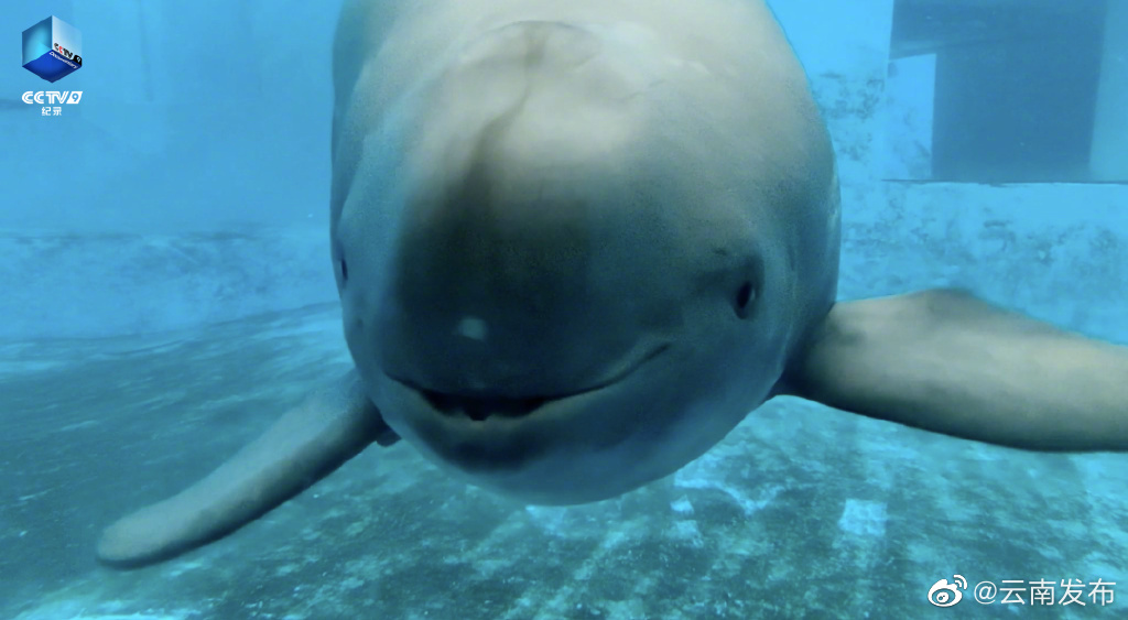 “云南发布”微博