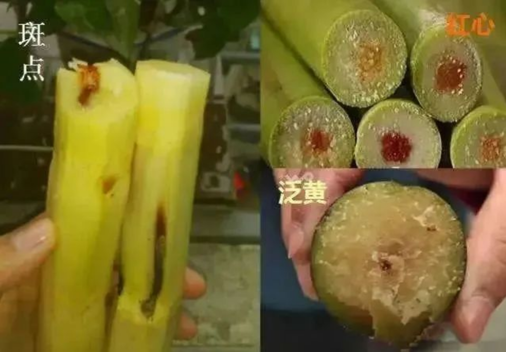 美丽云南微科普