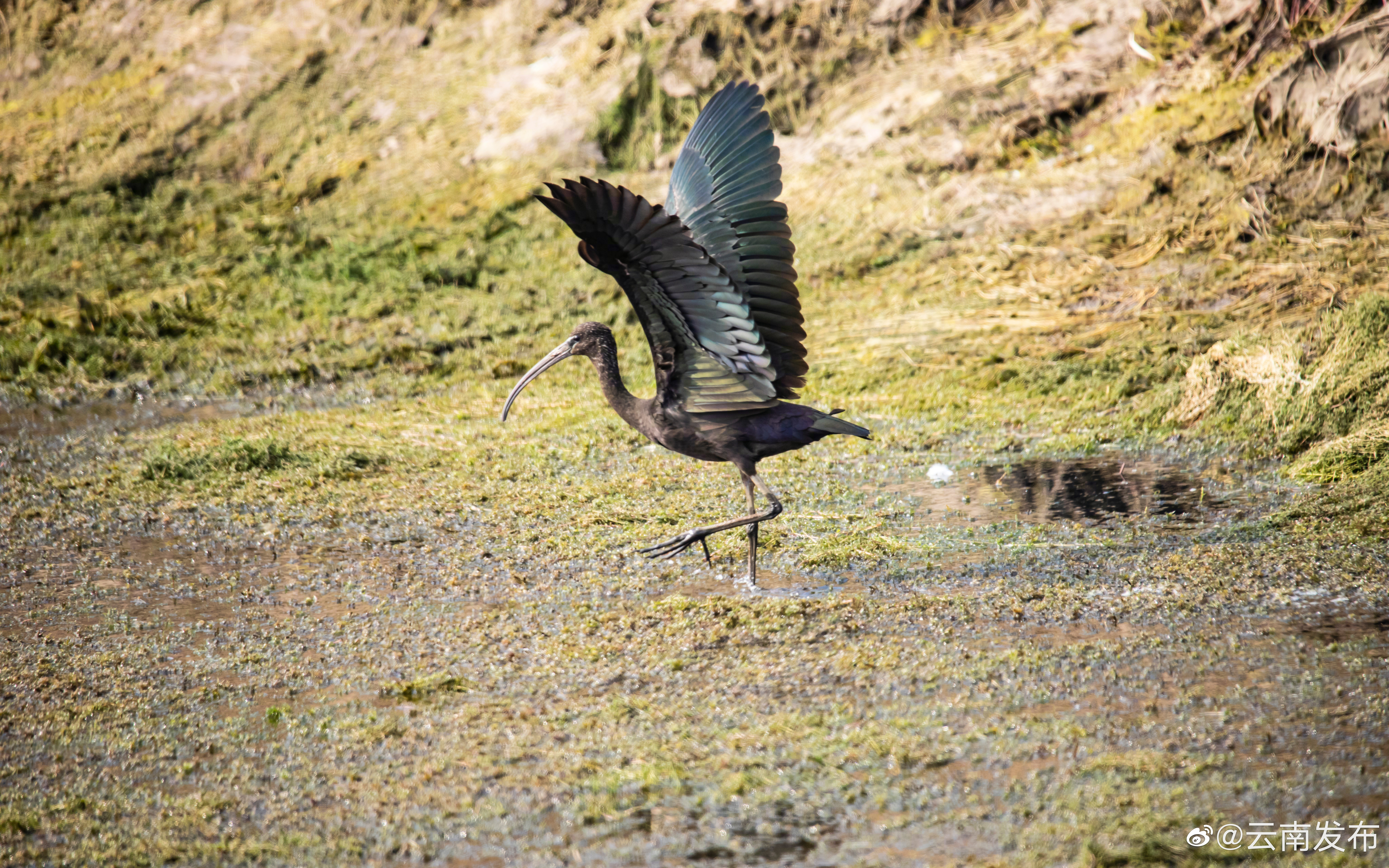 彩鹮现身玉溪抚仙湖