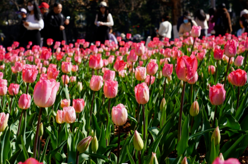 昆明单月游客接待量突破3024万人次
