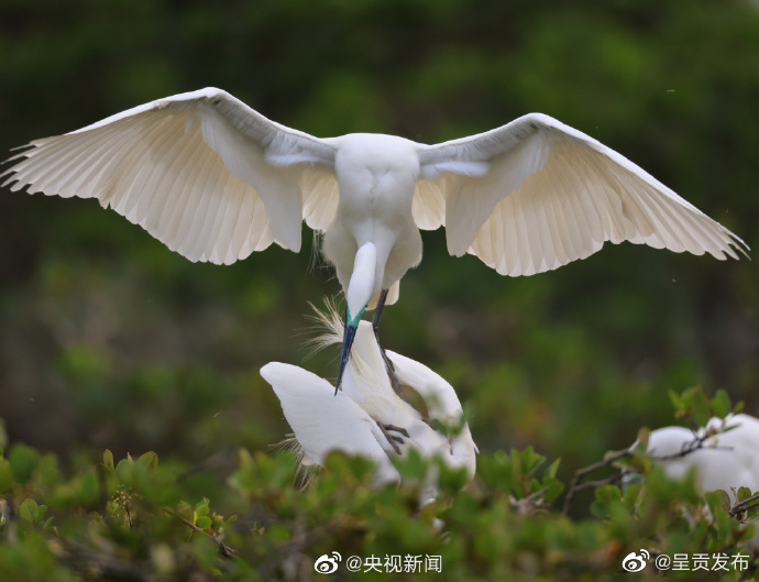 呈贡发布