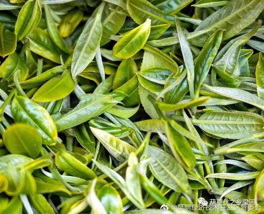 满园春芽吐新绿 春茶 飘香采摘忙