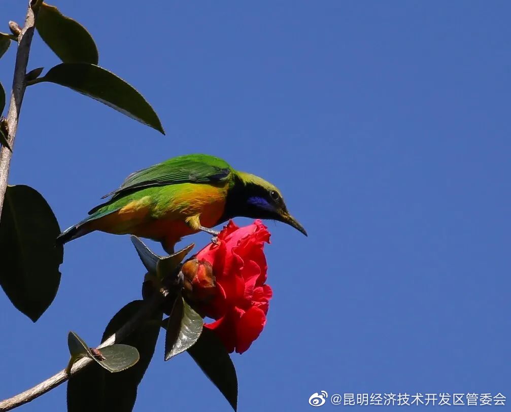 昆明经济技术开发区管委会