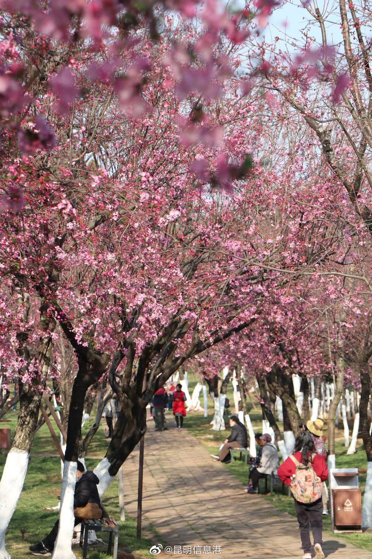 昆明信息港（微博）