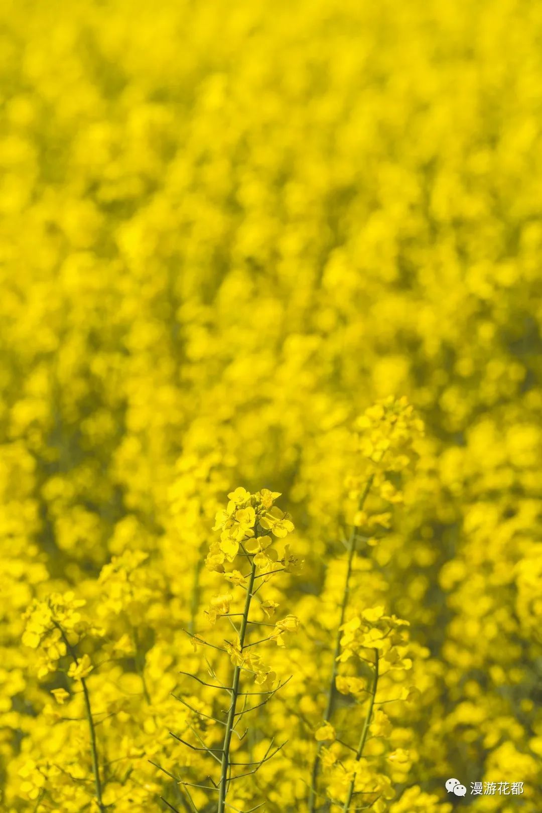 云南省文化和旅游厅