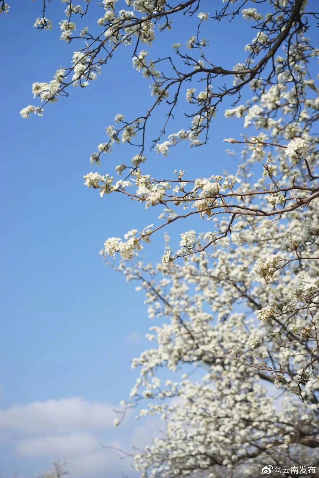 “云南发布”微博