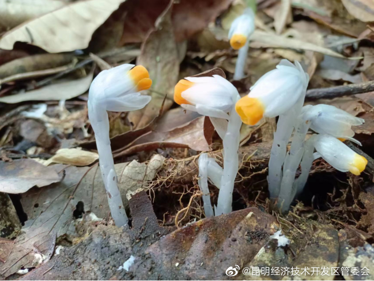 昆明经济技术开发区管委会