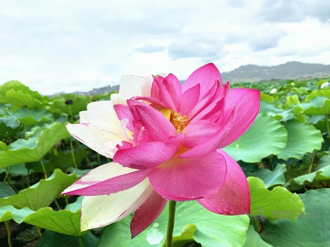 云南省文化和旅游厅
