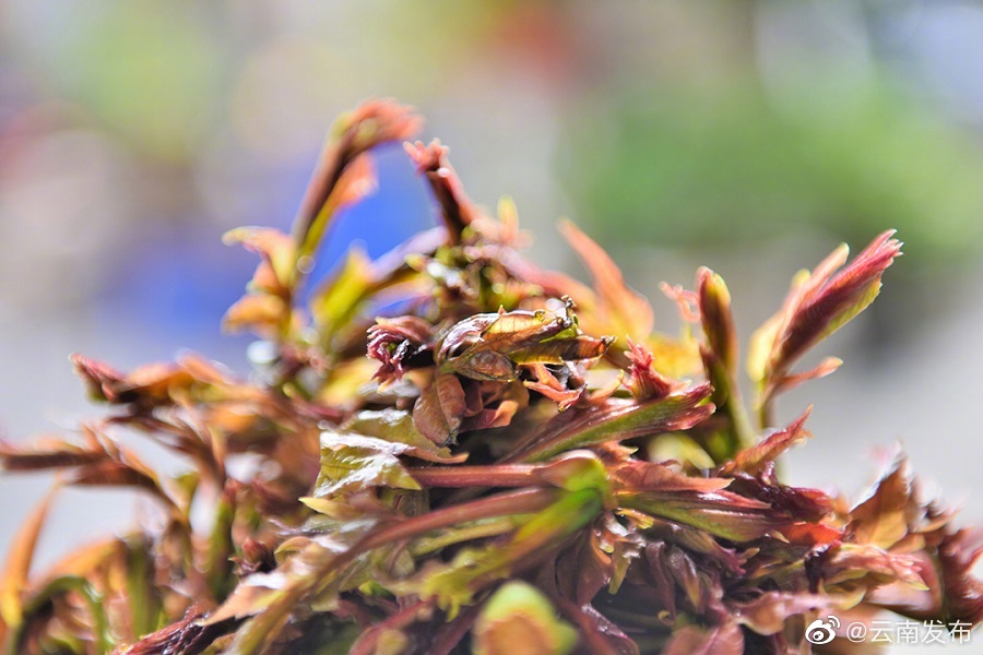 “云南发布”微博