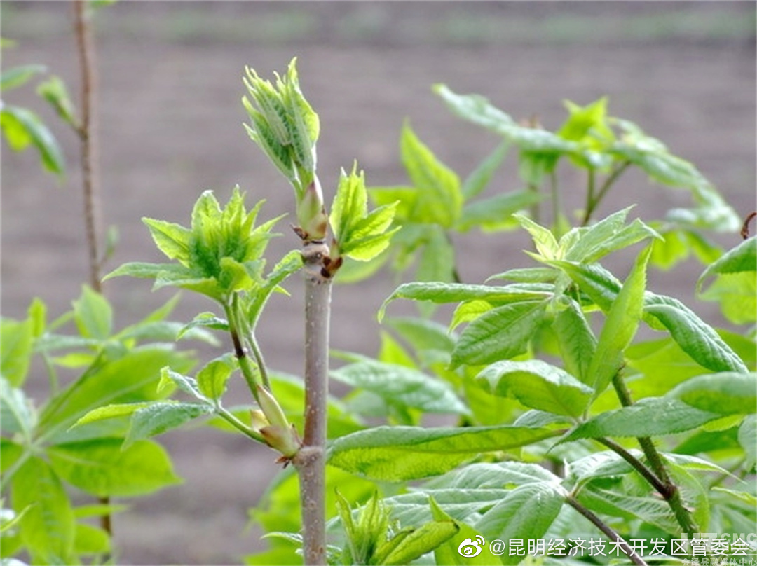 昆明经济技术开发区管委会