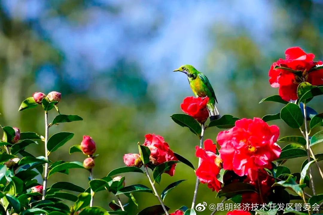 昆明经济技术开发区管委会