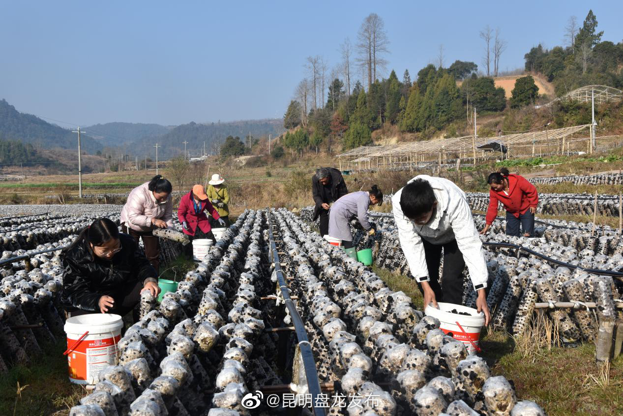 曲石干乍：黑木耳种植 托起群众“致富梦”