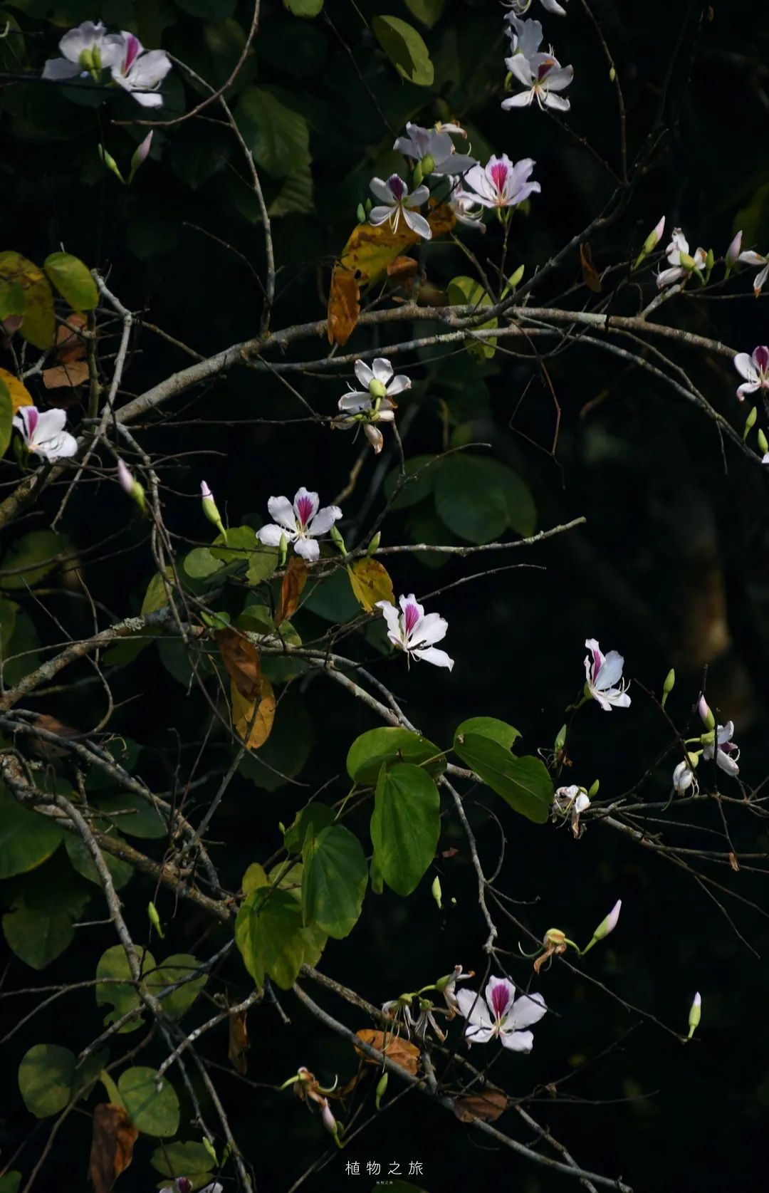 云南省文化和旅游厅