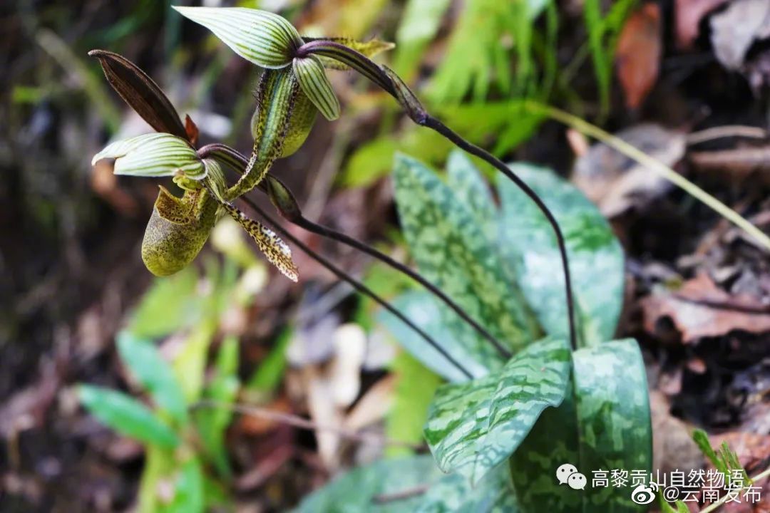 “云南发布”微博