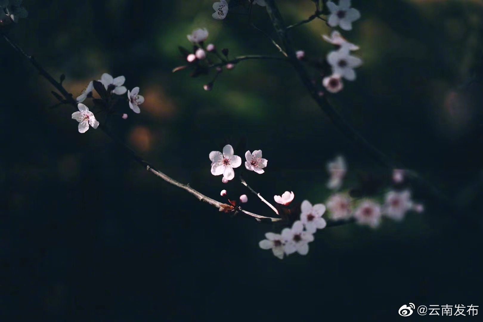 “云南发布”微博