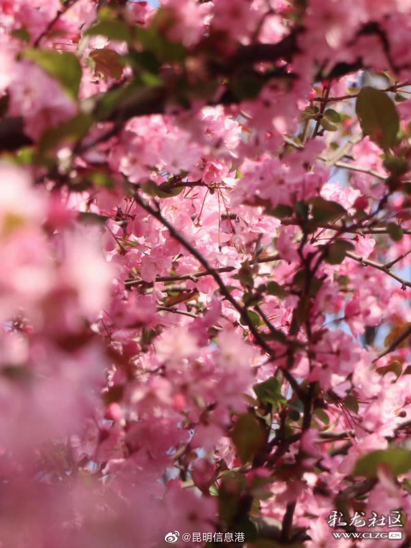 昆明信息港（微博）