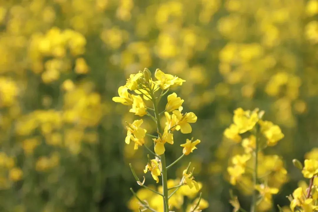 红河日报