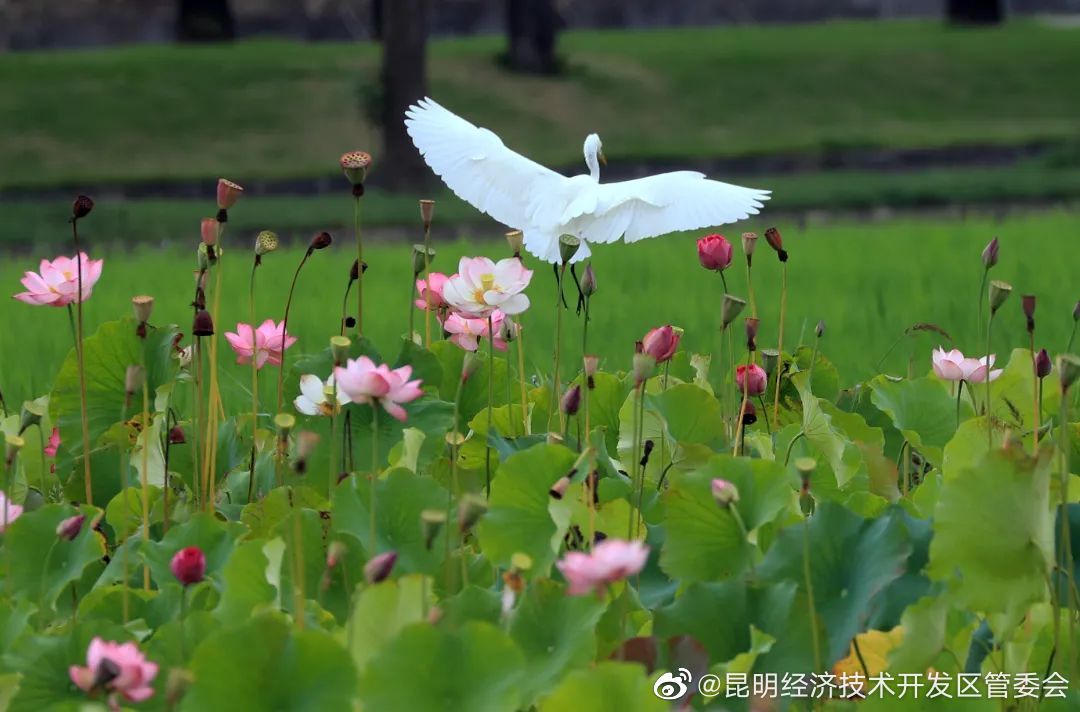 昆明经济技术开发区管委会