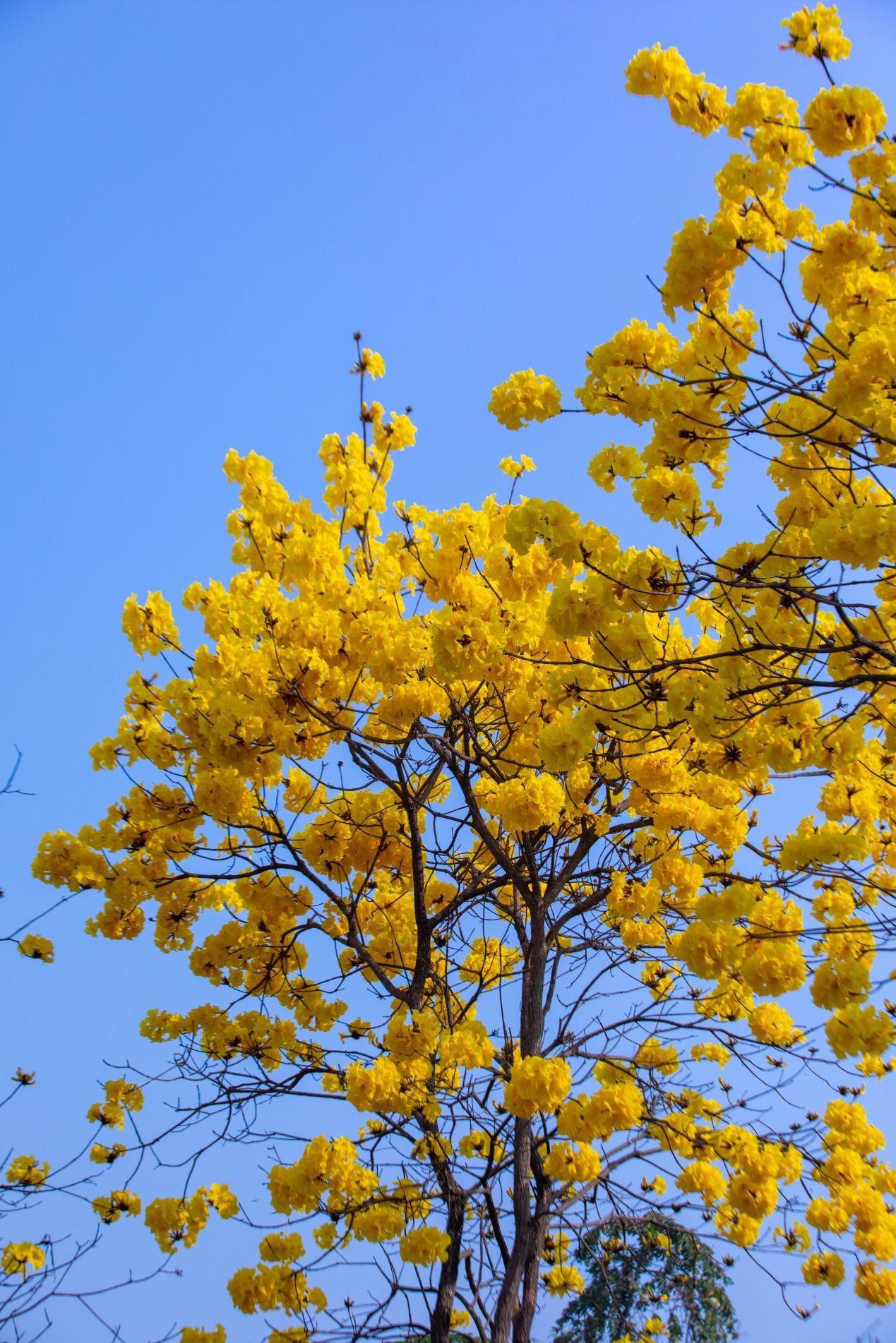 云南省文化和旅游厅