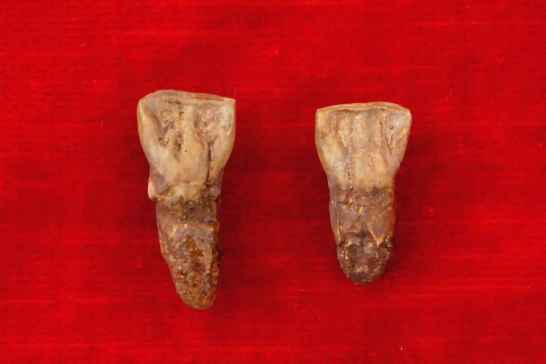 云南省文化和旅游厅