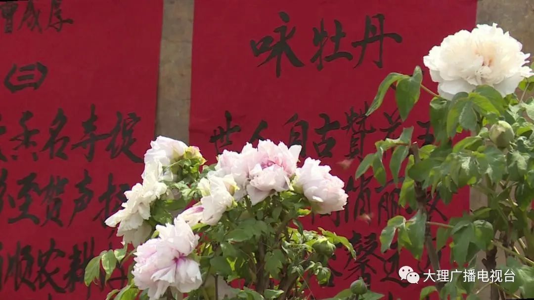 大理电视台