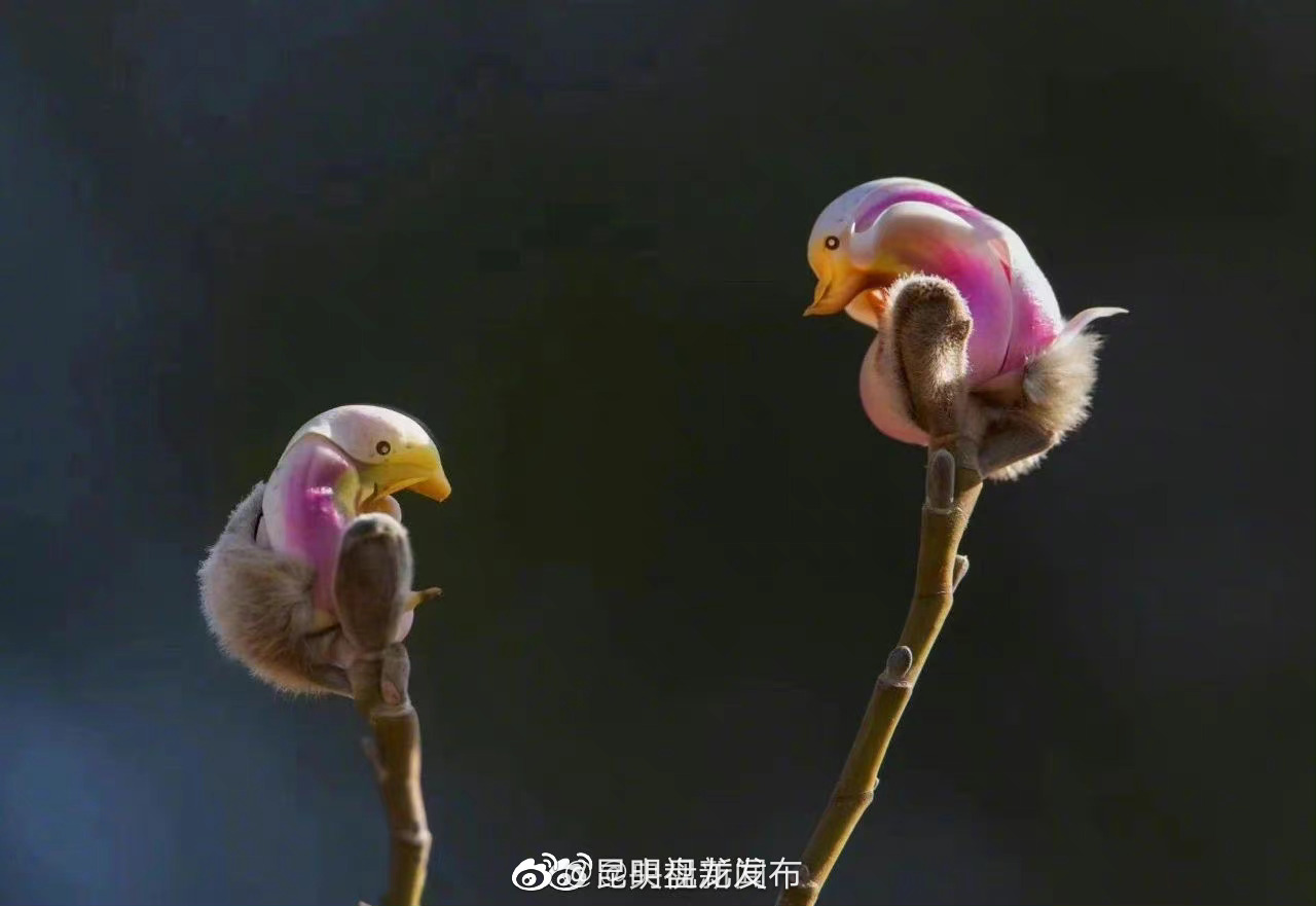 昆明盘龙发布
