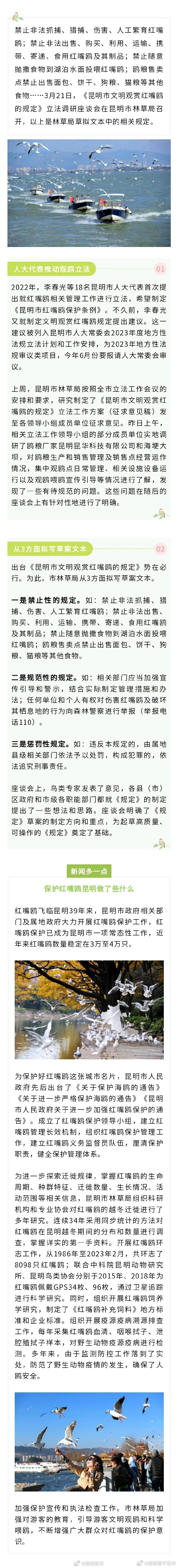 抛食到水面喂鸥以后可能不行了！昆明拟制定文明观鸥新规